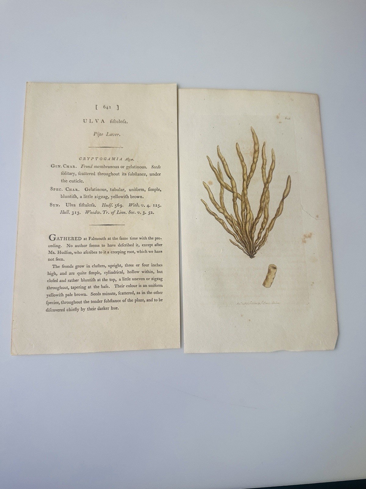 Sowerby 1799 Ulva Fiftulofa Botanical Hand Colored Plate 642 Print