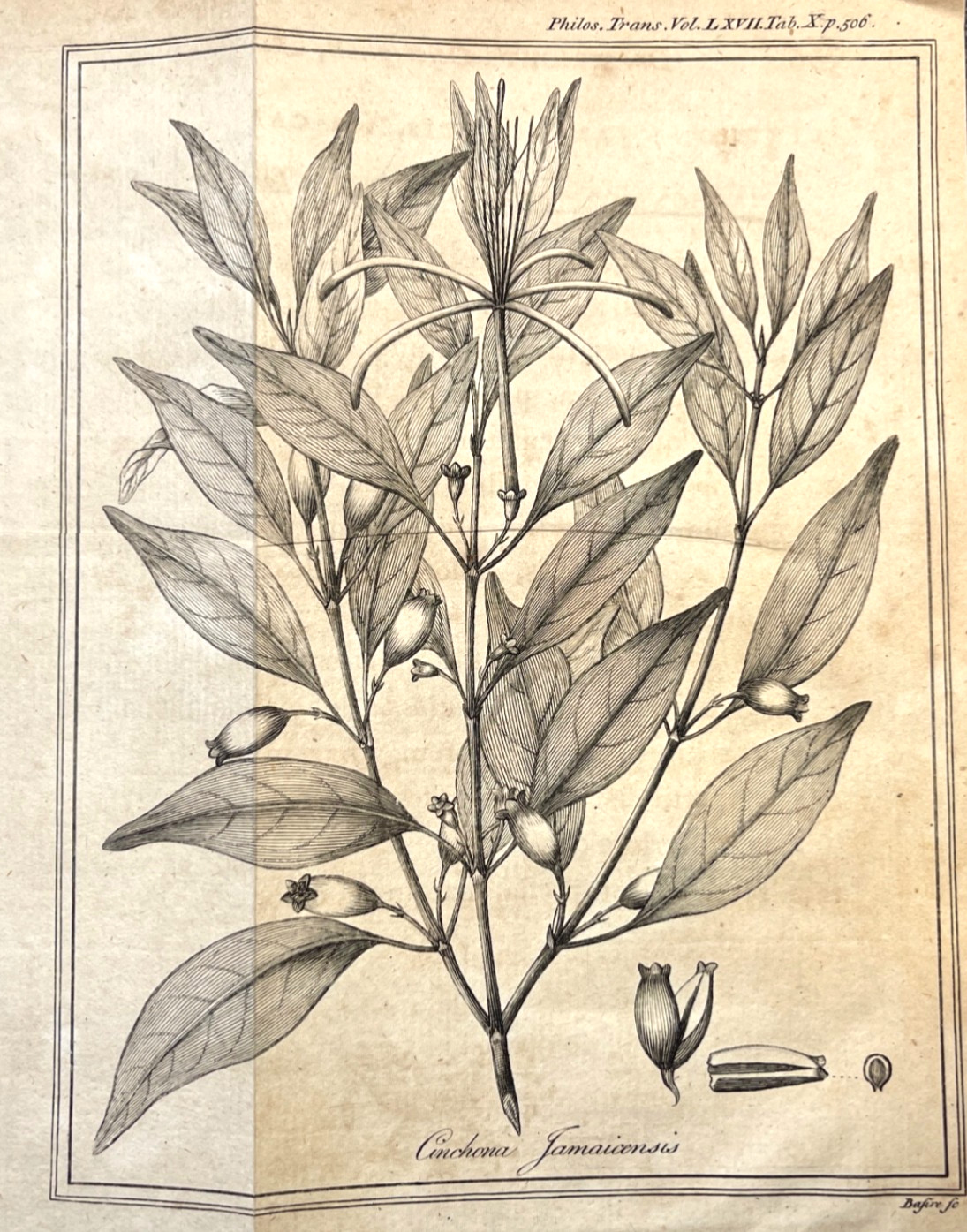 1778 Antique Engraving Botanical Illustration Plate Caribbean Princewood