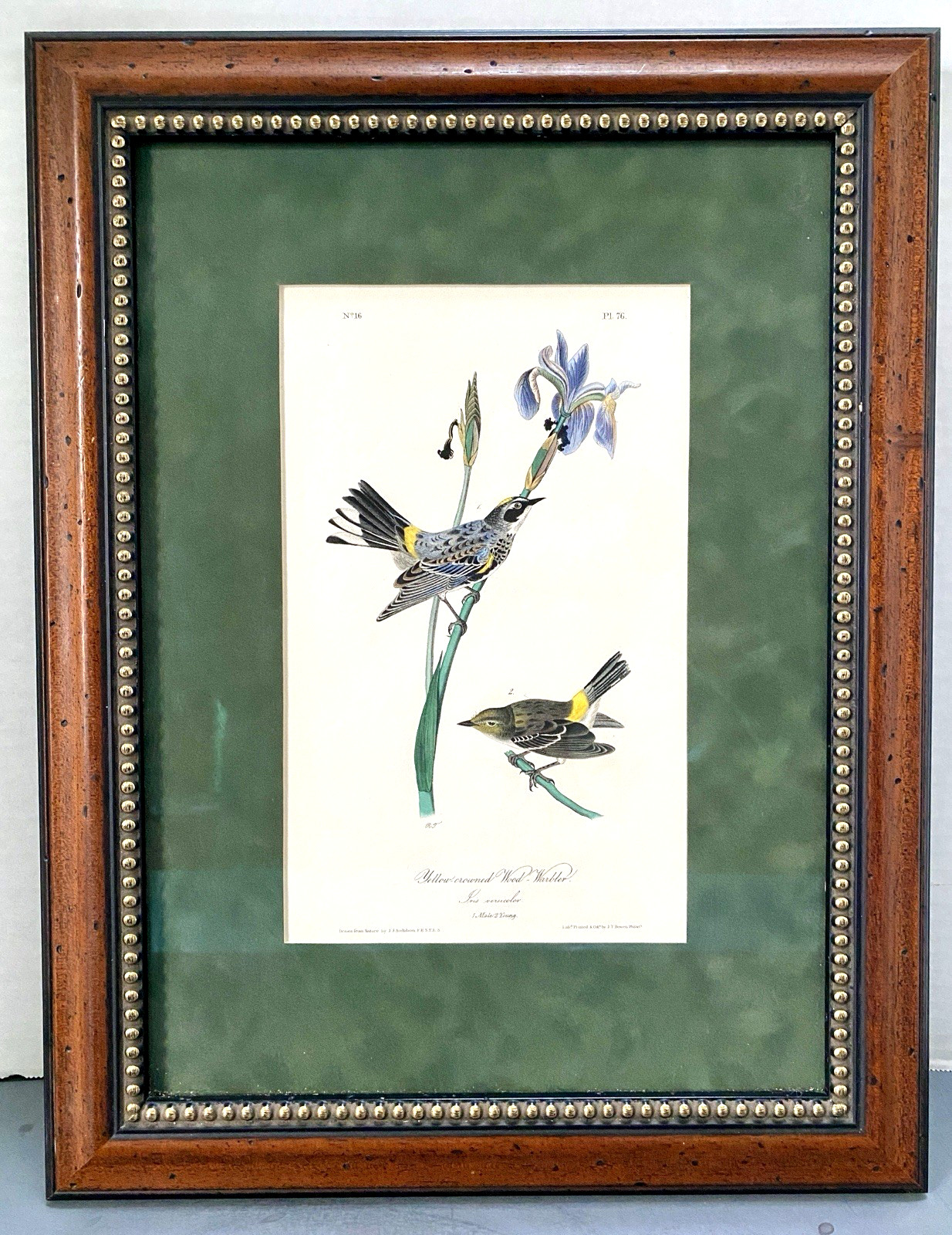 Vint Bird Art Audubon 1st ed Octavo c1840’s, Yellow-crowned Wood Warbler, Framed