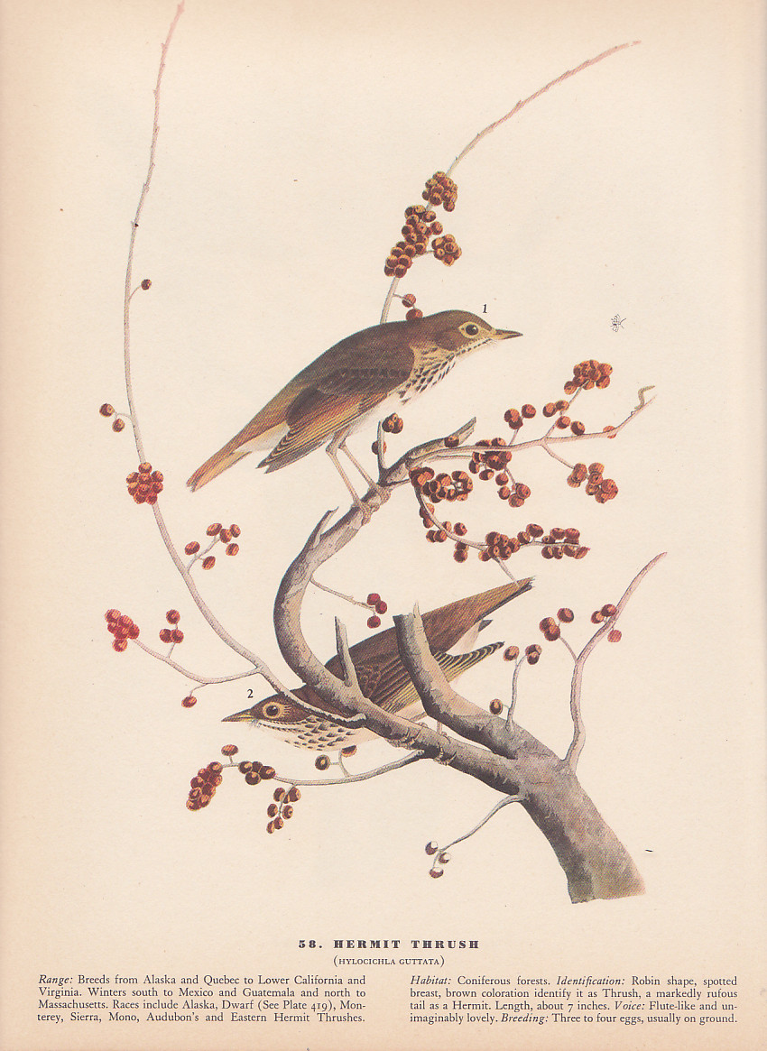 Audubon 1942 Vintage Birds #58 “Hermit Thrush” Full Color Art Plate Lithograph