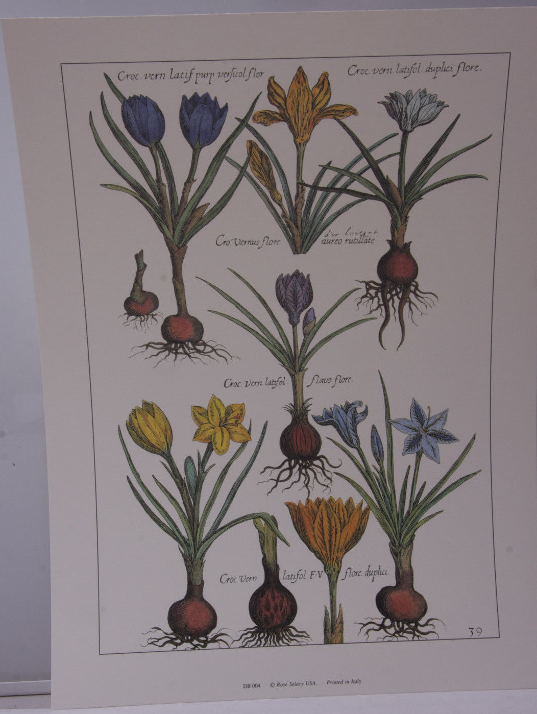 Bulb Flowers Latifol Vernus Sketch Composite #39 10×14″ Selavy Italy – NEW