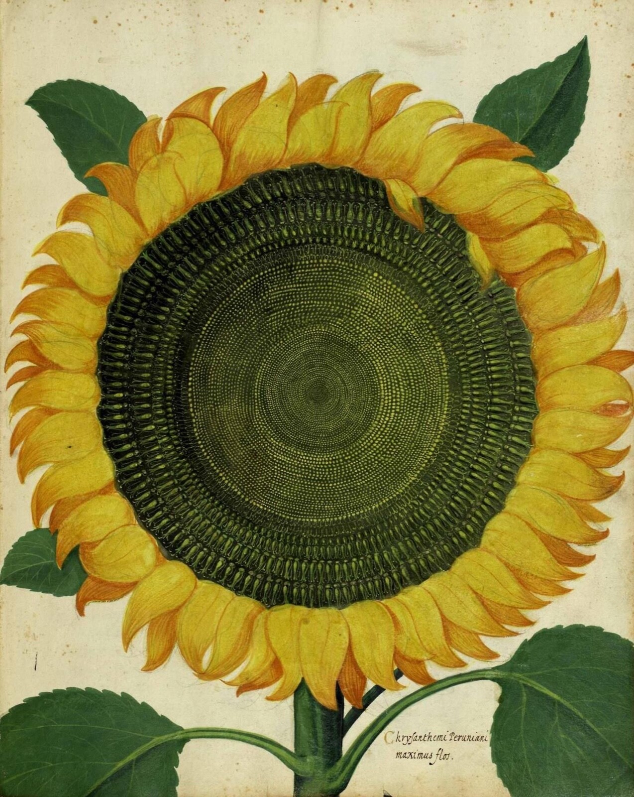 Ulisse Aldrovandi : Sunflower : Archival Quality Art Print 11×17