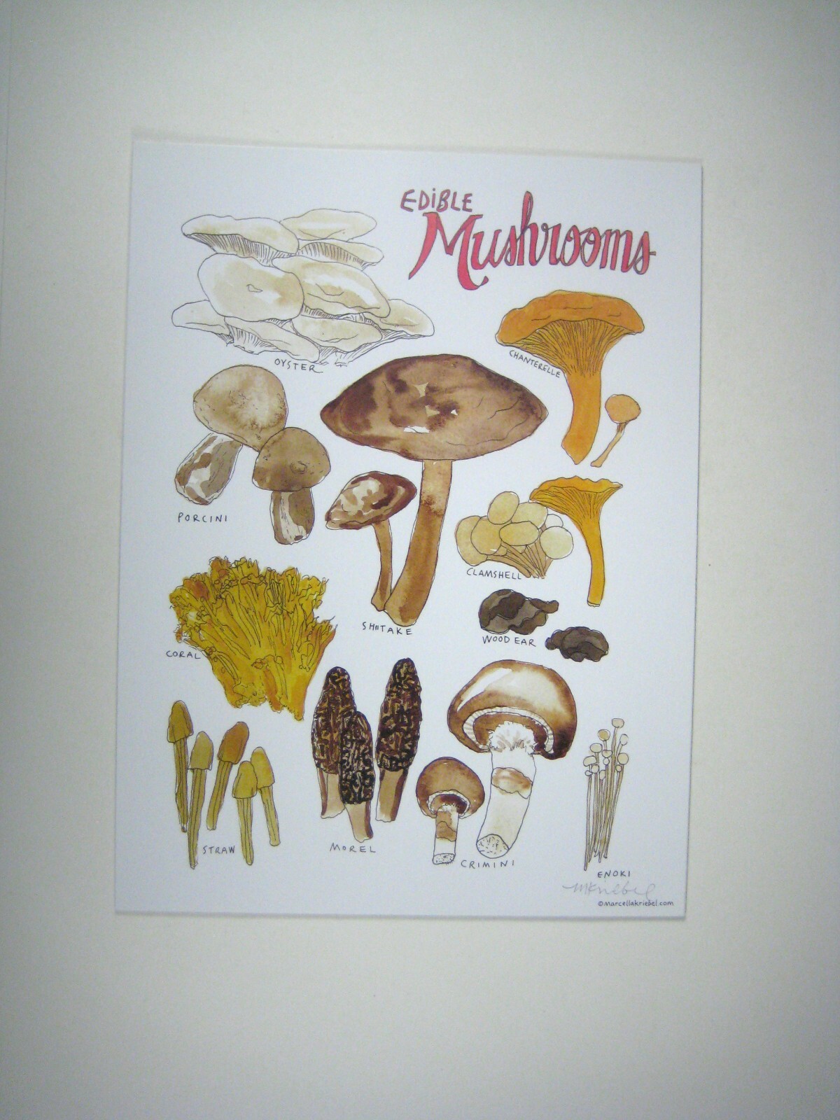 Edible Mushrooms Marcella Kriebel Open Edition Print 9 x 12 Inch Signed