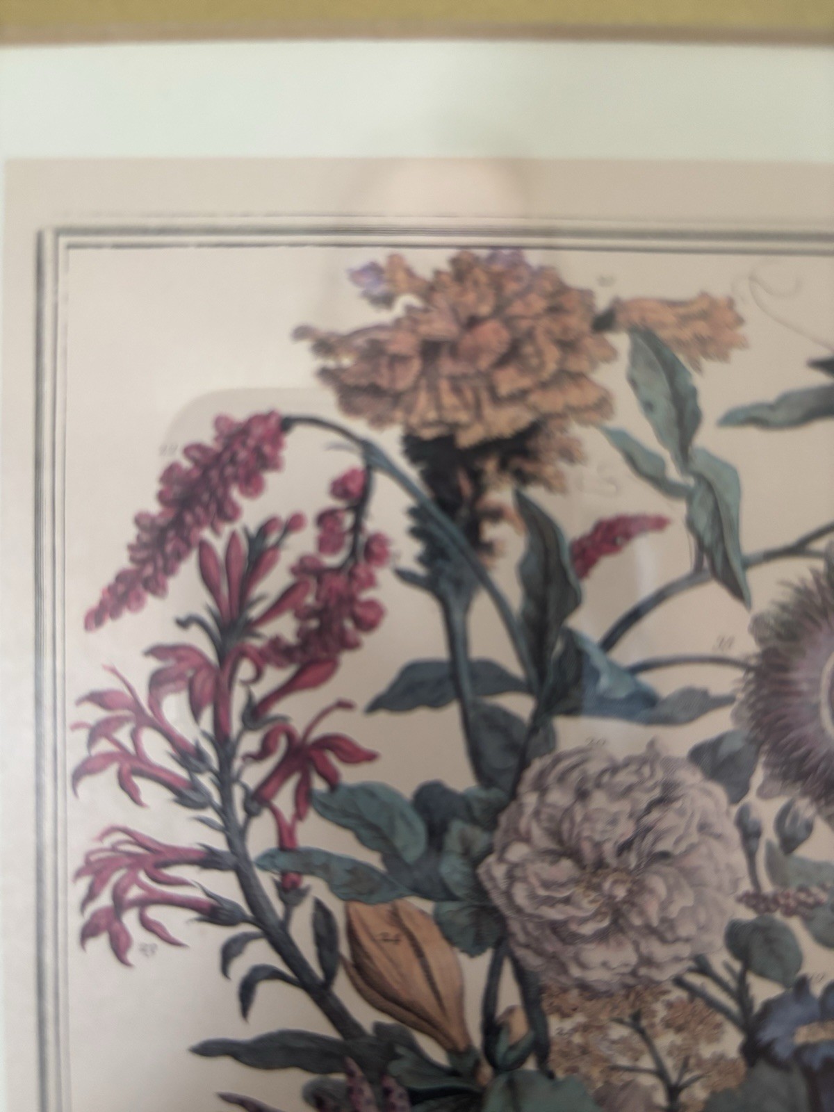 Robert Furber’s illustration of 12 months Of Flowers Framed Print Autumn/October