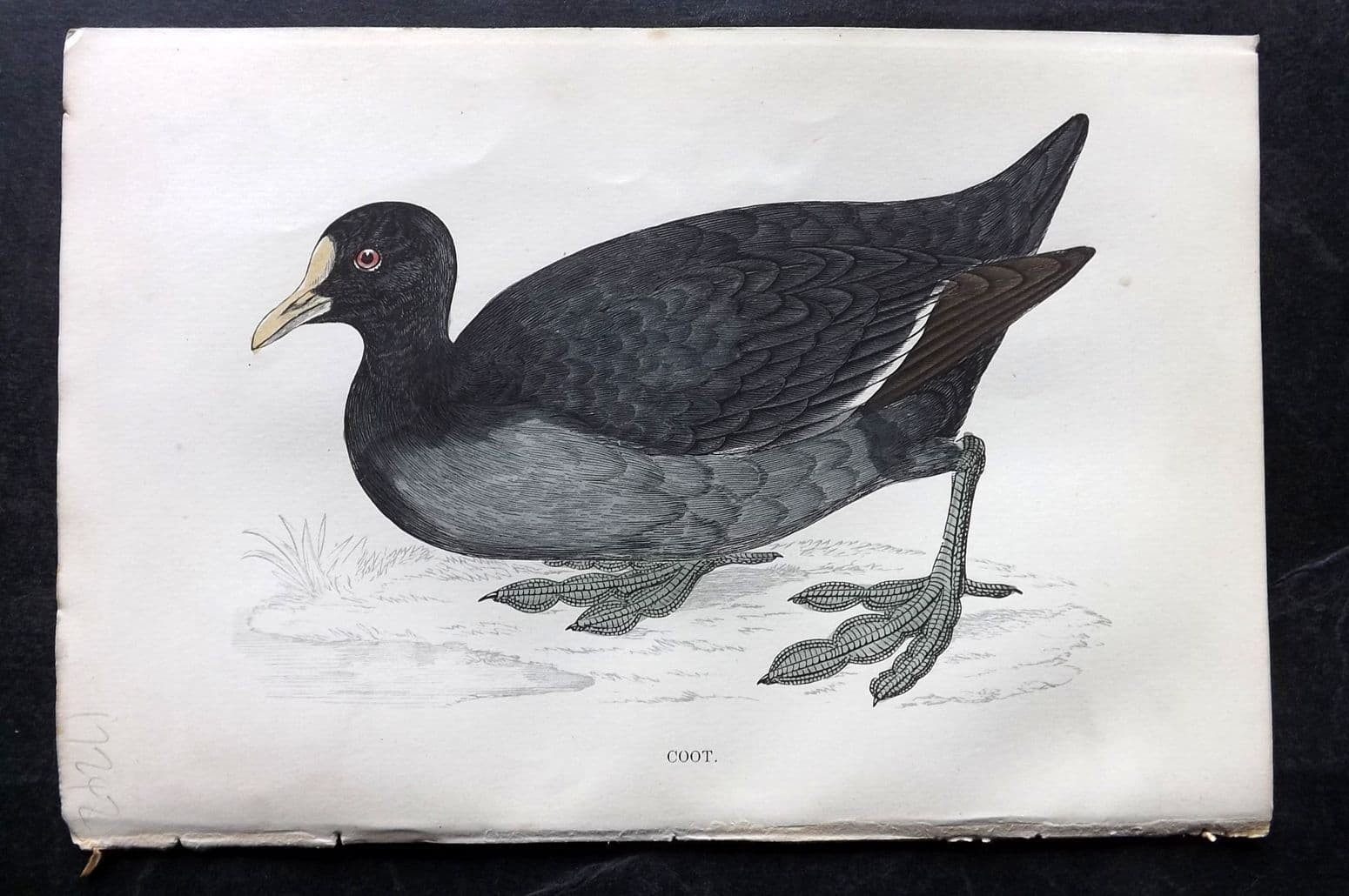 Francis Morris 1867 Hand Col Bird Print. Coot