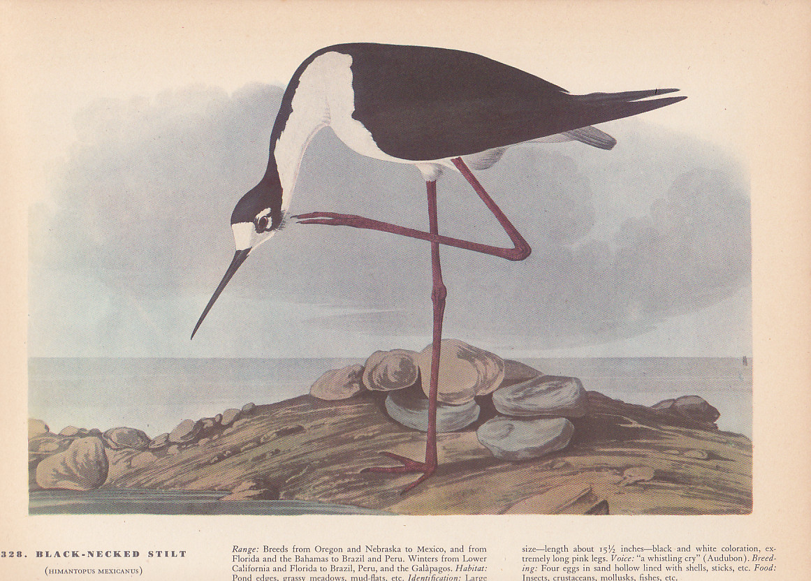 Audubon 1942 Vintage Birds #328 “Black Necked Stilt” Full Color Art Plate Litho