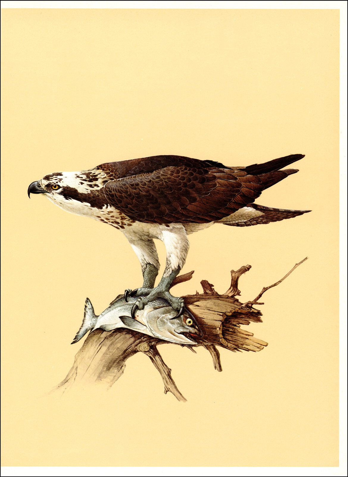 1966 Vintage Print Osprey Ontario Canada Bird Birds Hawk Hawks Sea River Fish