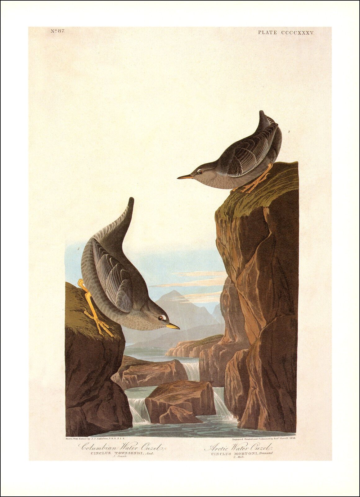 1997 Vintage Print Arctic Ouzel Water Rocks Shore Bird Art Illustration Audubon