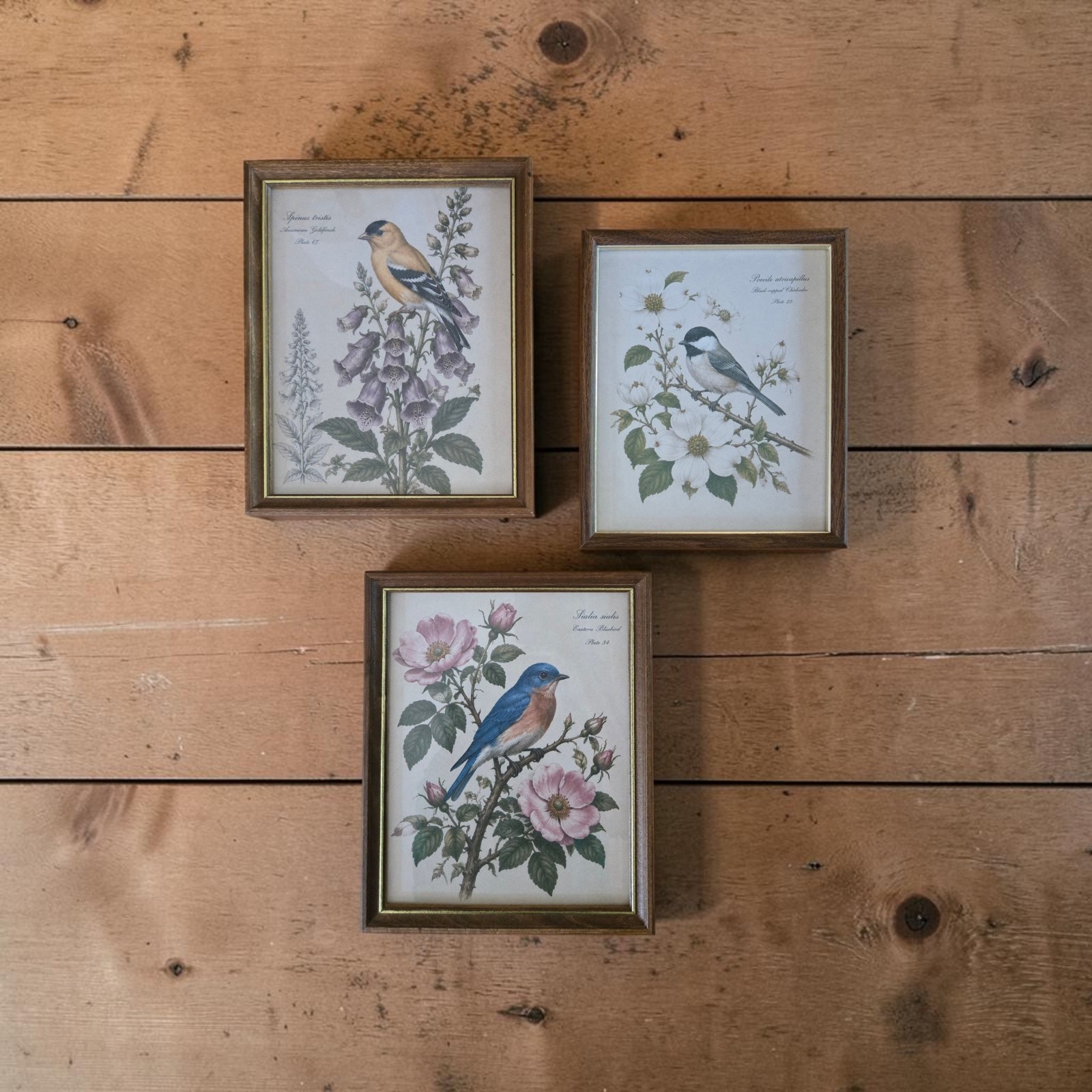 Vintage Framed Bird Prints Set of 3 Wood Frames Bluebird Goldfinch Chickadee Art