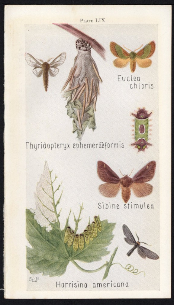 1918 Tiny Insect Chromolithographic Print Spiny Oak Moth, Grapeleaf Skeletonizer