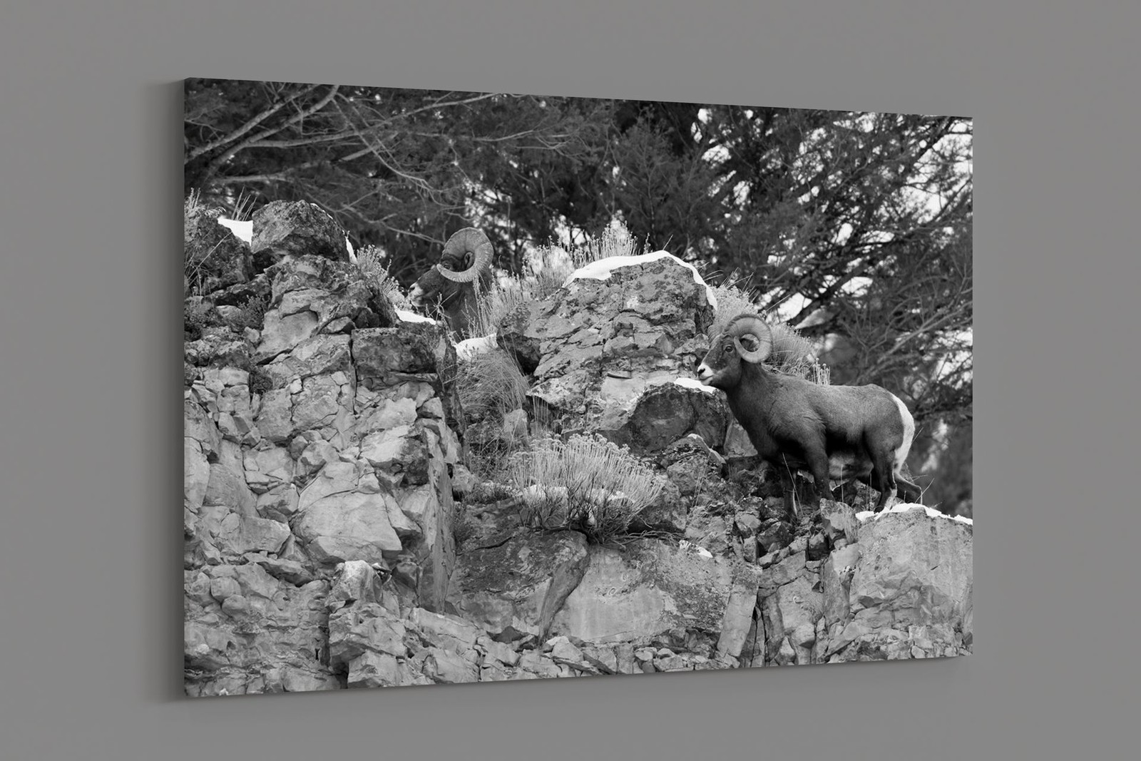 Peaco – Two Bighorn Sheep Rams Above Soda Butte Creek, Yellowstone National Park