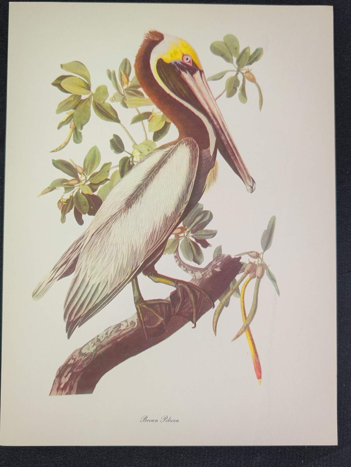 Audubon Birds Of America Print BROWN PELICAN Color Art Lithograph Vintage 12 X 9