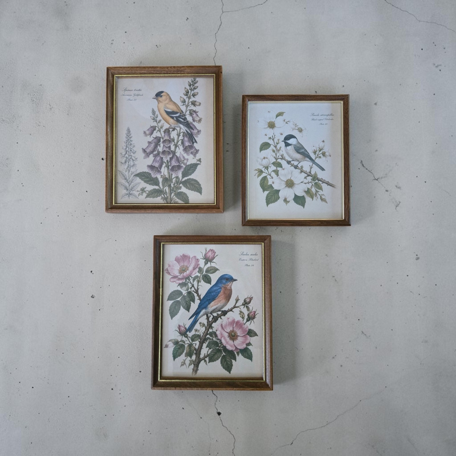 Vintage Framed Bird Prints Set of 3 Wood Frames Bluebird Goldfinch Chickadee Art