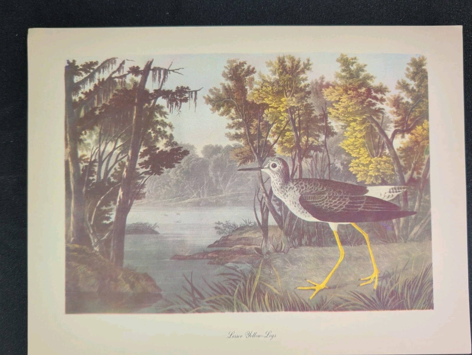 Audubon Birds Of America Print LESSER YELLOW-LEGS Color Art Lithograph Vintage