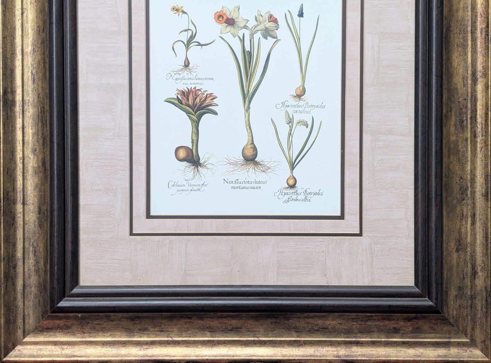 Basilius Besler Botanical Print Natural History In 28″ X 25″ Frame