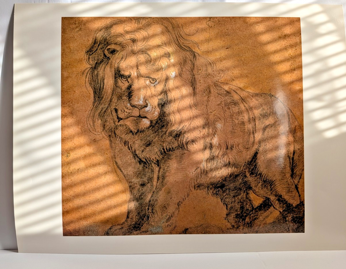 Lion by Peter Paul Rubens Flemish Vintage Laminated Lithograph Art Print
