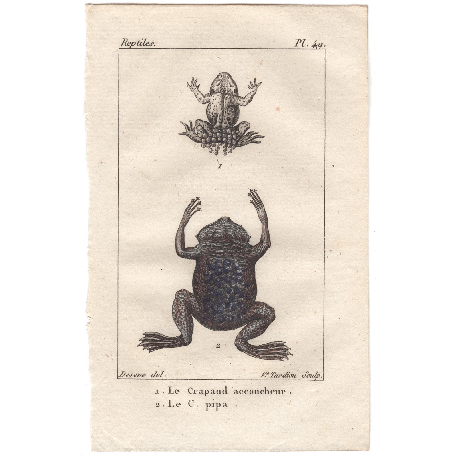 Rare antique 1826 Buffon Histoire Naturelle Amphibian engraving 49 Pipa Toad