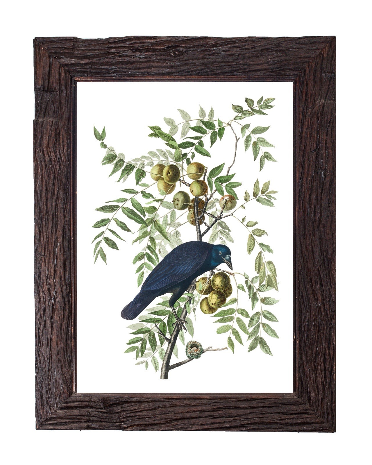 Vintage American Crow Art Print John Audubon Illustration 5×7 Wall Art Print