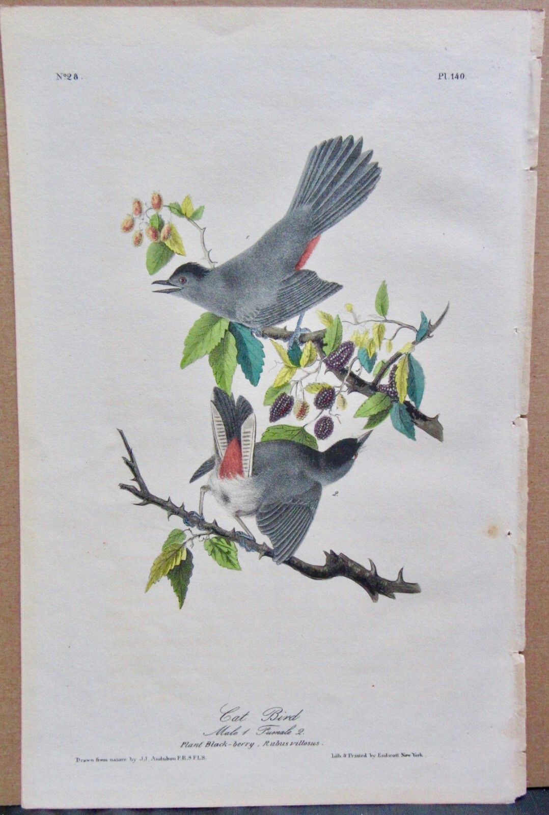CAT BIRD MALE FEMALE AUDUBON 1ST EDITION 1840 HAND COLORED LITHO J.T.BOWEN