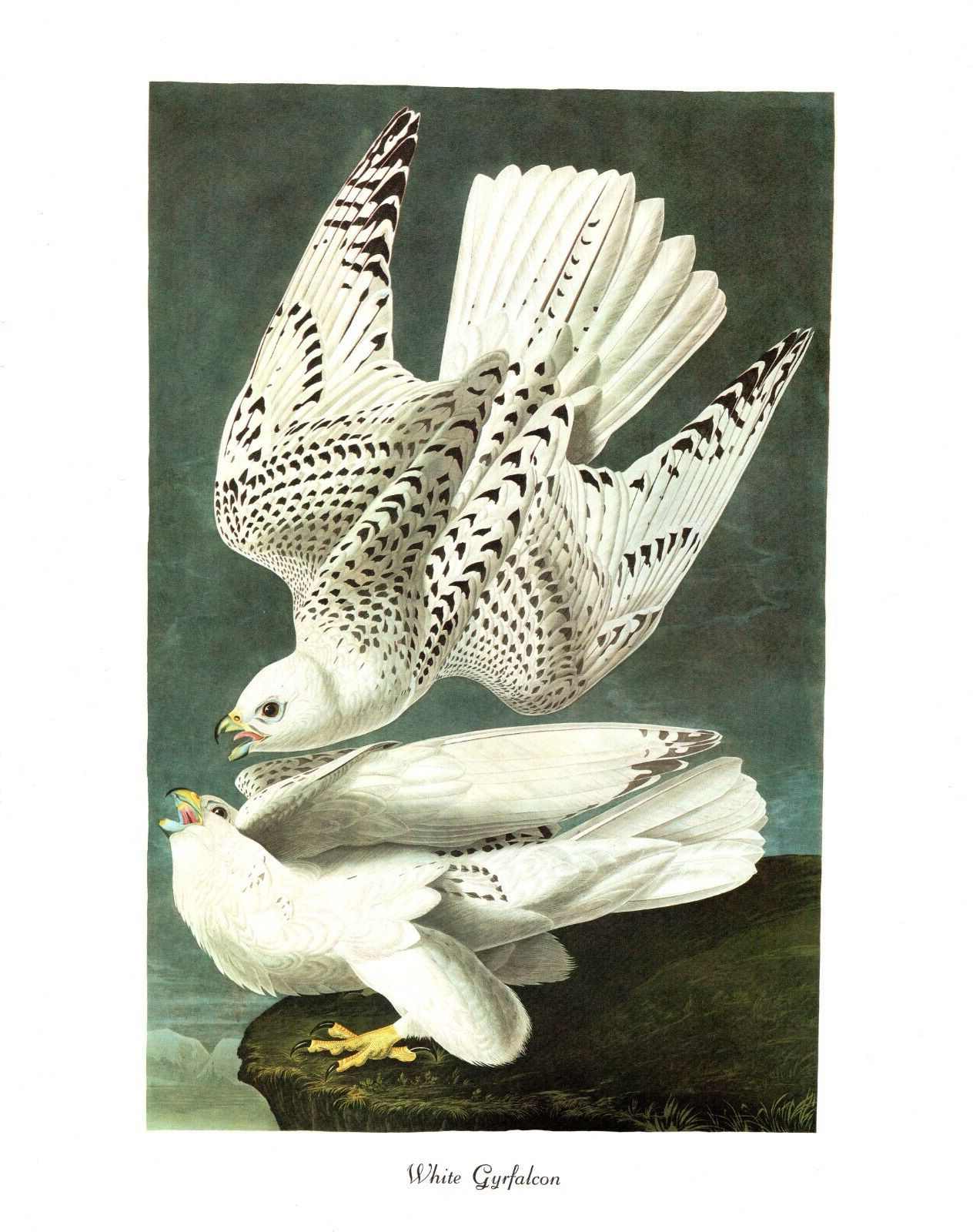 1978 Audubon Vintage Birds “White Gyrfalcon” Stunning Color Art Jumbo Lithograph
